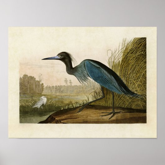 Bord 307 | Blue Crane of Heron | Vogels van Amerik Poster (Voorkant)