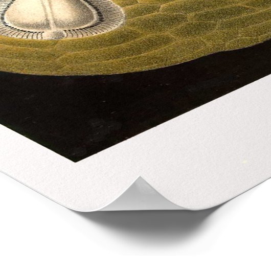 Bord 30 Echinide Poster (Hoek)