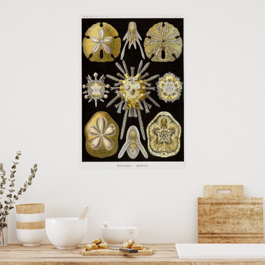 Bord 30 Echinide Poster (Keuken)