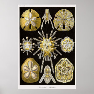 Bord 30 Echinide Poster
