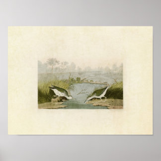 Bord 310 | Spotsandpiper | Vogels van Amerika Poster