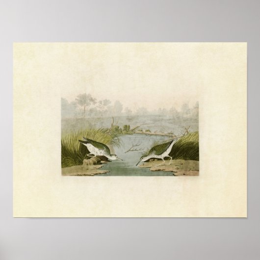 Bord 310 | Spotsandpiper | Vogels van Amerika Poster (Voorkant)