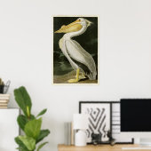 Bord 311 | Amerikaanse witte pelikaan Poster (Thuiskantoor)