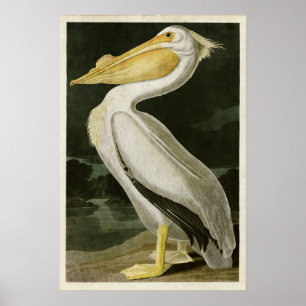 Bord 311   Amerikaanse witte pelikaan Poster
