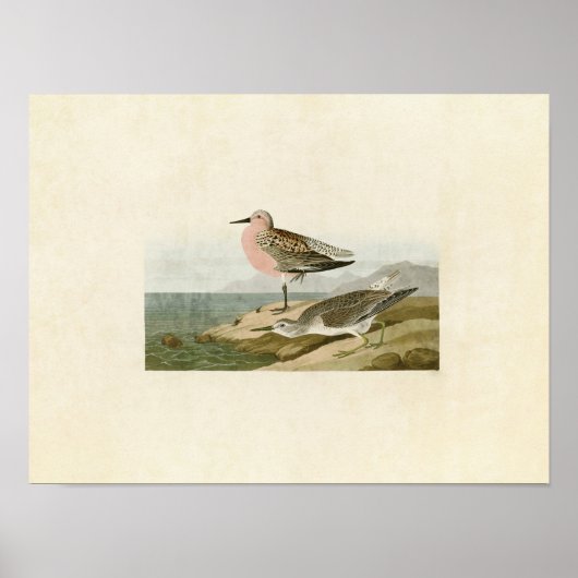 Bord 315 | RoodborstSandpiper Poster (Voorkant)