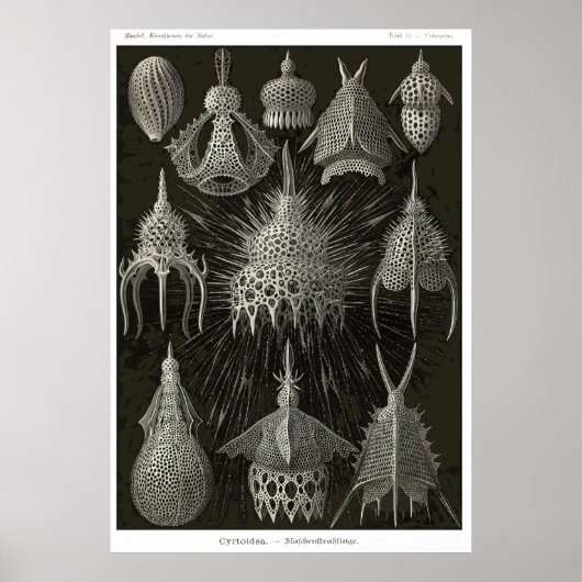 Bord 31 Cyroidea Poster (Voorkant)