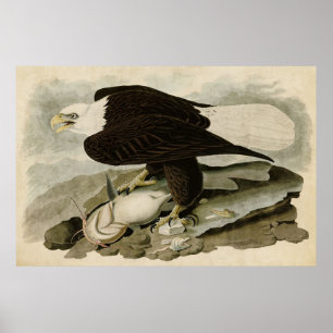 Bord 31 Witte adelaar Vogels van Amerika Poster