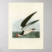 Bord 323 | Zwarte Skimmer of Shearwater Poster (Voorkant)