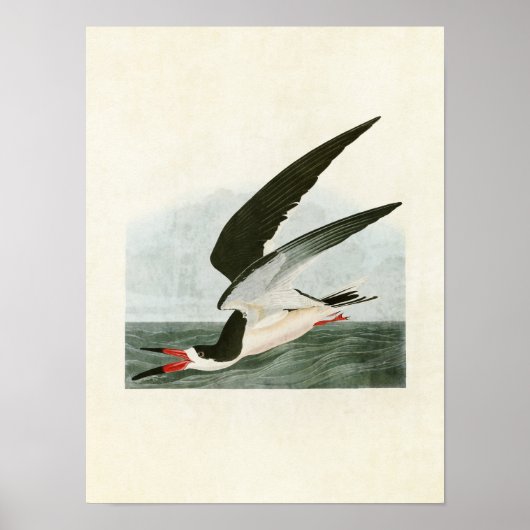 Bord 323 | Zwarte Skimmer of Shearwater Poster (Voorkant)