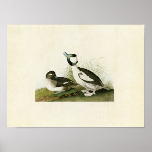 Bord 325 Bufflehead Duck Vogels van Amerika Poster