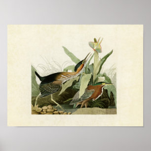 Bord 333 Green Heron Vogels van Amerika Poster