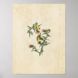 Bord 33 Amerikaanse Goldfinch Vogels van Ameri Poster