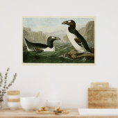 Bord 341 | Grote auk | Vogels van Amerika Poster (Keuken)