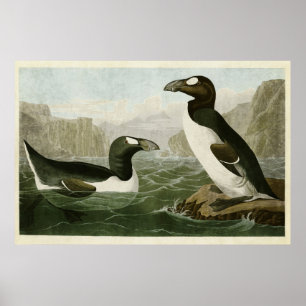 Bord 341   Grote auk   Vogels van Amerika Poster