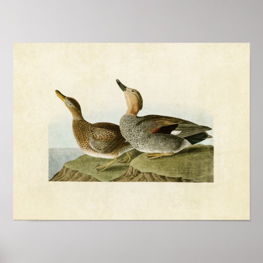 Bord 348 | Gadwall Duck | Vogels van Amerika Poster (Voorkant)