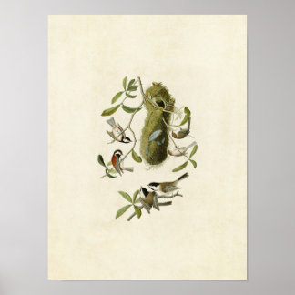 Bord 353 | Titelmuis met kastanjegaap Poster