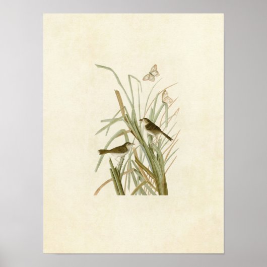 Bord 355 | Finch van MacGillivray Poster (Voorkant)