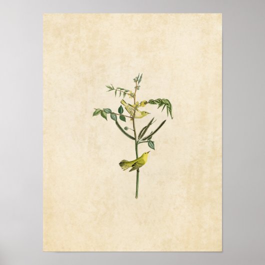 Bord 35 | Kinderverwarmingsapparaat | Vogels van A Poster (Voorkant)