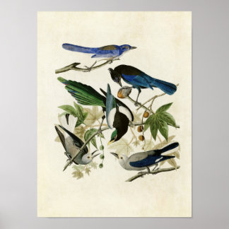 Bord 362 | Geel-Bons Magpie & Stellers Jay Poster