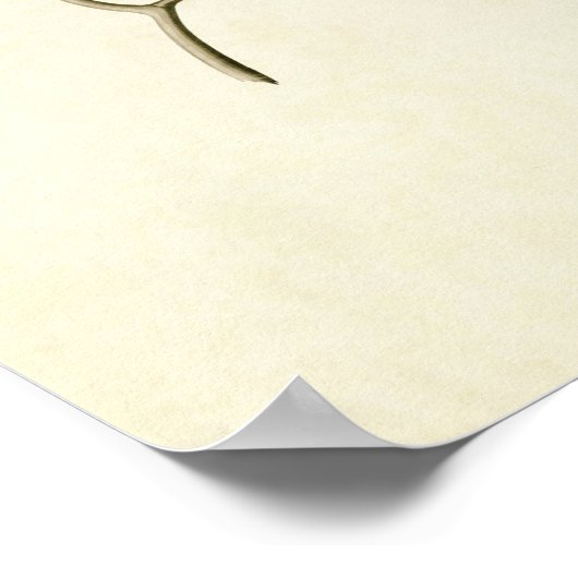 Bord 363 | Bohemische kelder | Vogels van Amerika Poster (Hoek)