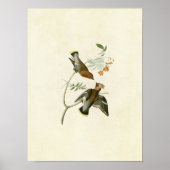 Bord 363 | Bohemische kelder | Vogels van Amerika Poster (Voorkant)