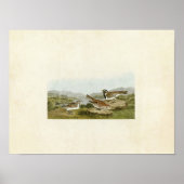 Bord 365 | Lapland Longspur | Vogels van Amerika Poster (Voorkant)