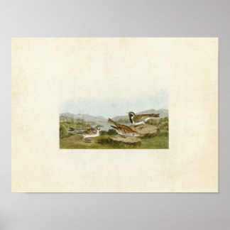 Bord 365 | Lapland Longspur | Vogels van Amerika Poster