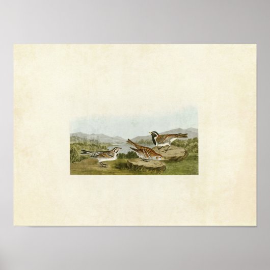 Bord 365 | Lapland Longspur | Vogels van Amerika Poster (Voorkant)