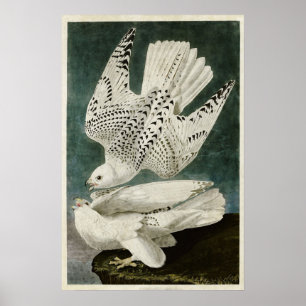 Bord 366   IJsland of Jer Falcon Poster