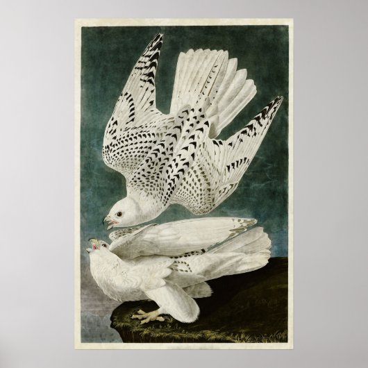 Bord 366 | IJsland of Jer Falcon Poster (Voorkant)