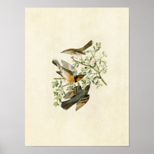 Bord 369   Mountain Mockingbird & Variate Thrush Poster