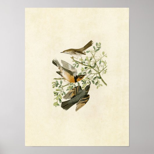 Bord 369 | Mountain Mockingbird & Variate Thrush Poster (Voorkant)
