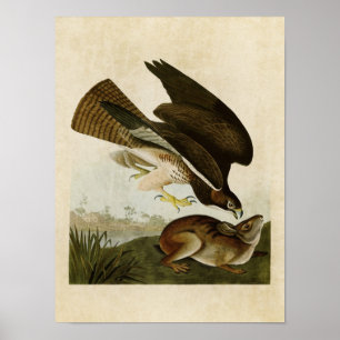 Bord 372   Common Buzzard   Vogels van Amerika Poster