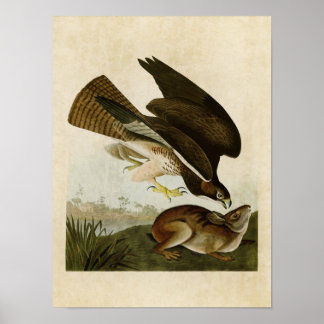 Bord 372 | Common Buzzard | Vogels van Amerika Poster