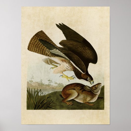 Bord 372 | Common Buzzard | Vogels van Amerika Poster (Voorkant)