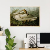 Bord 376 | Trumpeter Swan | Vogels van Amerika Poster (Thuiskantoor)