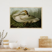 Bord 376 | Trumpeter Swan | Vogels van Amerika Poster (Keuken)