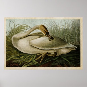 Bord 376   Trumpeter Swan   Vogels van Amerika Poster