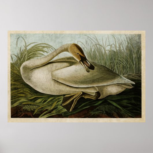 Bord 376 | Trumpeter Swan | Vogels van Amerika Poster (Voorkant)