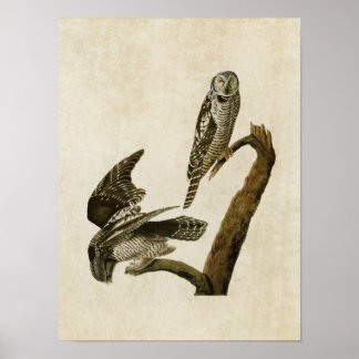 Bord 378 | Hawk Owl | Vogels van Amerika Poster