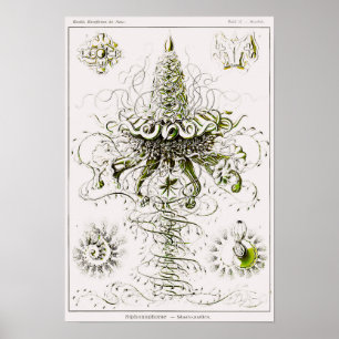 Bord 37. Sifoons. Poster