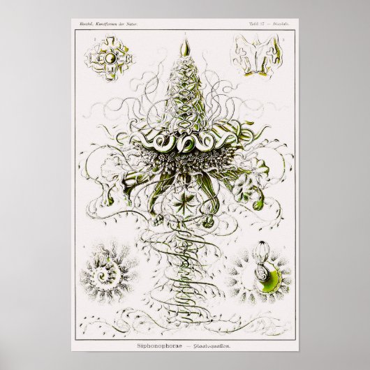 Bord 37. Sifoons. Poster (Voorkant)