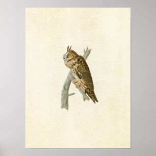 Bord 383 Lange haver Vogels van Amerika Poster