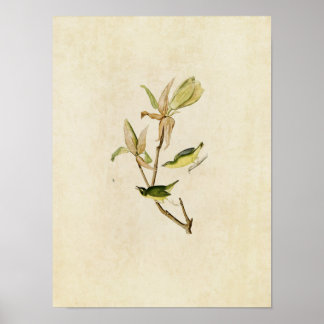 Bord 38 | Kentucky Warbler | Vogels van Amerika Poster