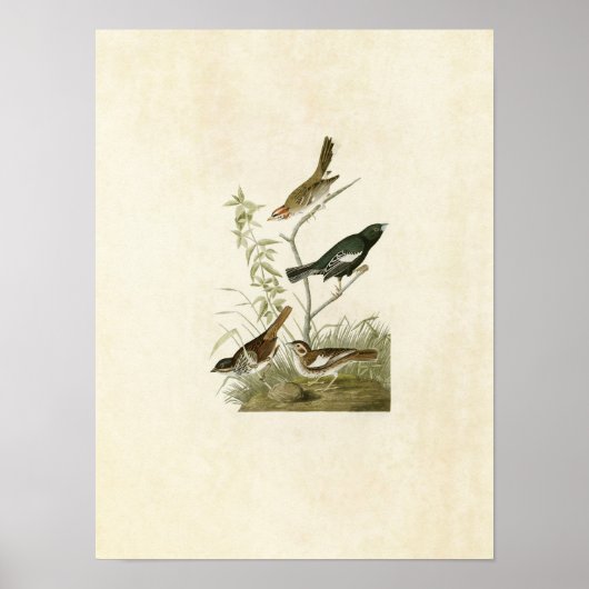 Bord 390 | Lark Finch, Prairie Finch & Sparrow Poster (Voorkant)