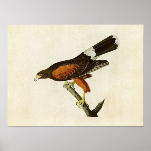 Bord 392 | Louisiana Hawk | Vogels van Amerika Poster (Voorkant)