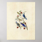 Bord 393 | Townsend's Warbler & Bluebird Poster (Voorkant)