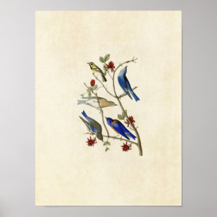 Bord 393 Townsend's Warbler & Bluebird Poster