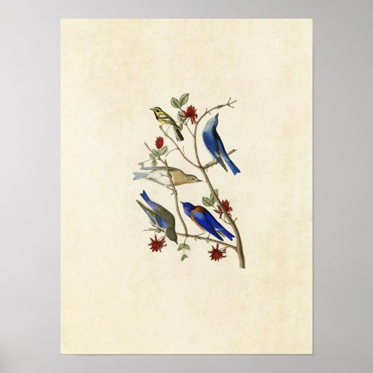 Bord 393 | Townsend's Warbler & Bluebird Poster (Voorkant)