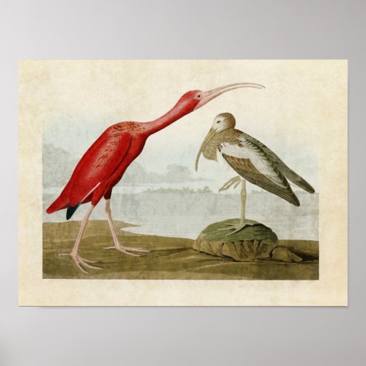 Bord 397 | Scarlet Ibis | Vogels van Amerika Poster (Voorkant)